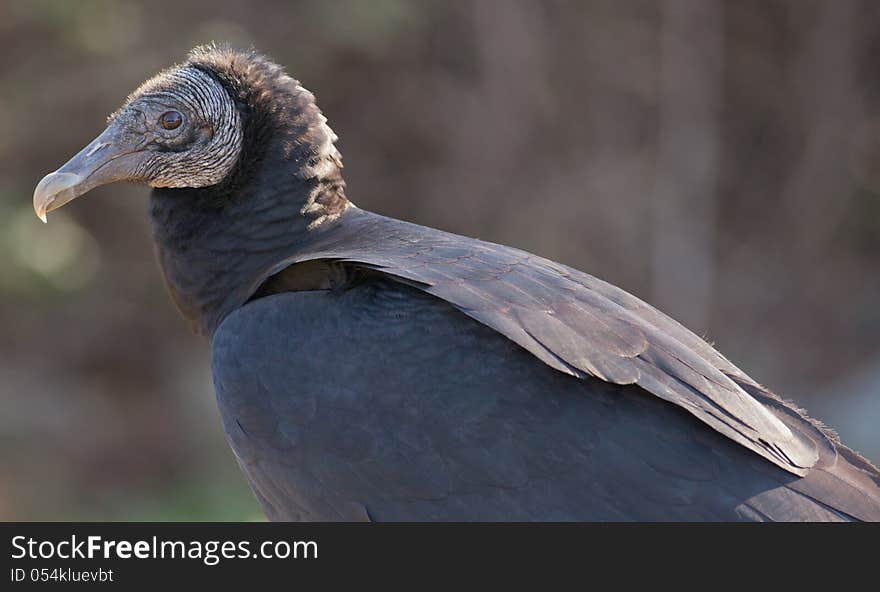 Close-up of a Black Vulture (Coragyps atratus)