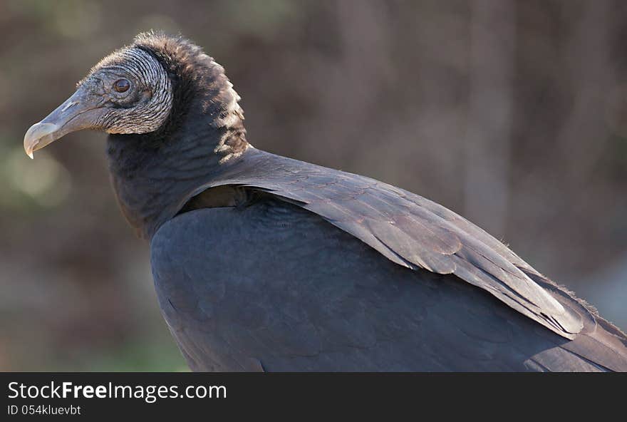 Black Vulture