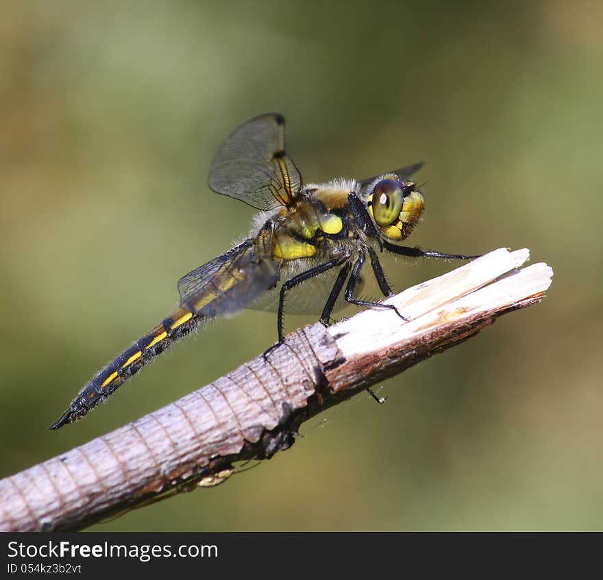 Four-Spotted Skimmer Resting on a Branch. Four-Spotted Skimmer Resting on a Branch.