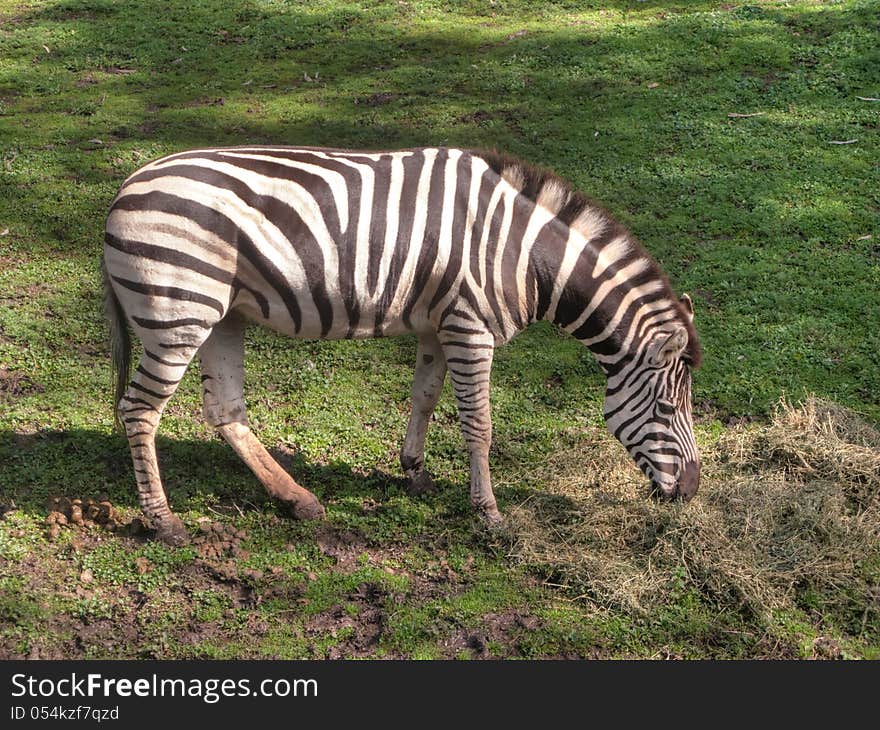 Zebra