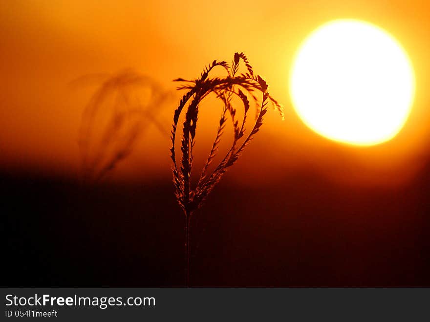 Silhouette Of Wheat As The Sun Is Setting