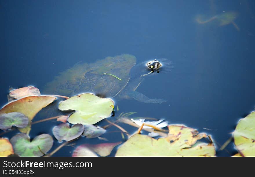 A small turtle looking out from under the water of a local lake in Brisbane. A small turtle looking out from under the water of a local lake in Brisbane