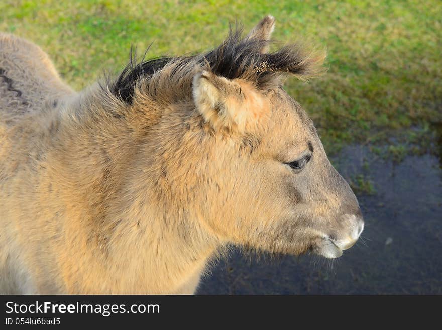 Young konic horse in nature. Young konic horse in nature