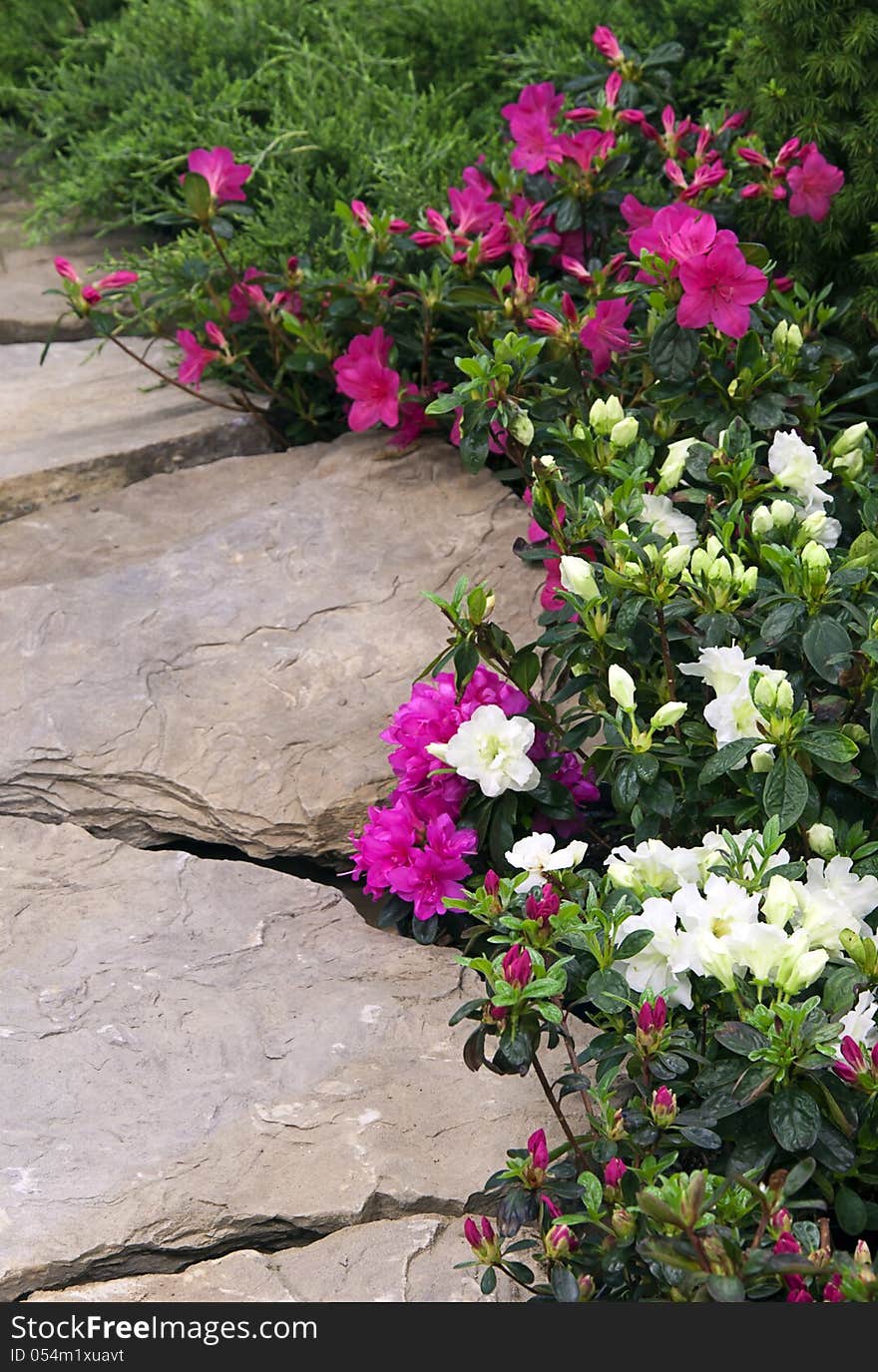 Garden path made of flat stones lined with flowering ping and white rhododendrons. Garden path made of flat stones lined with flowering ping and white rhododendrons.