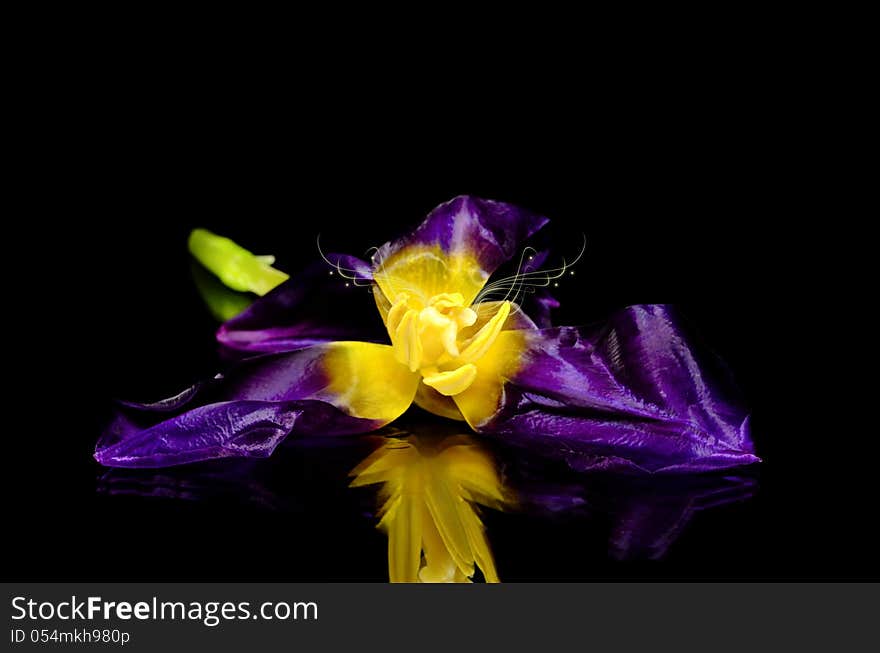 Tulipan on black background and reflection, fantasy style