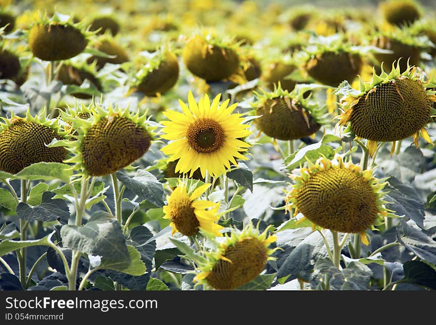 Sunflowers in a sunflower field