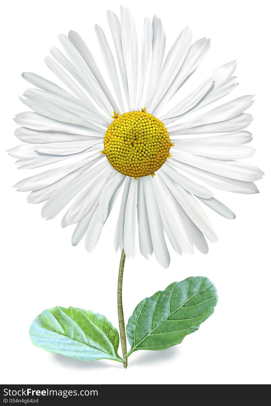 Isolated Single Bellis With Clipping Path