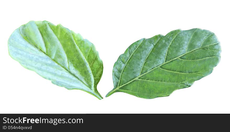 Isolated Green Leafs