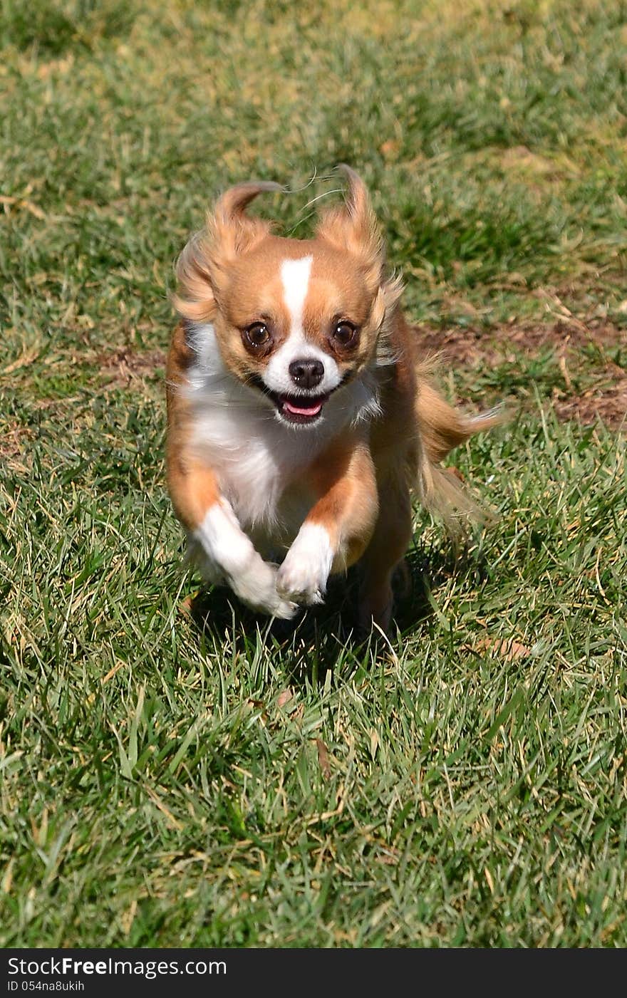 A small chihuahua dog runs and jumps in a park