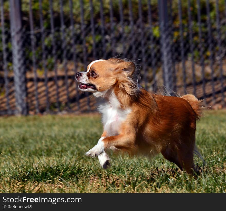 A small chihuahua dog runs and jumps in a park. A small chihuahua dog runs and jumps in a park