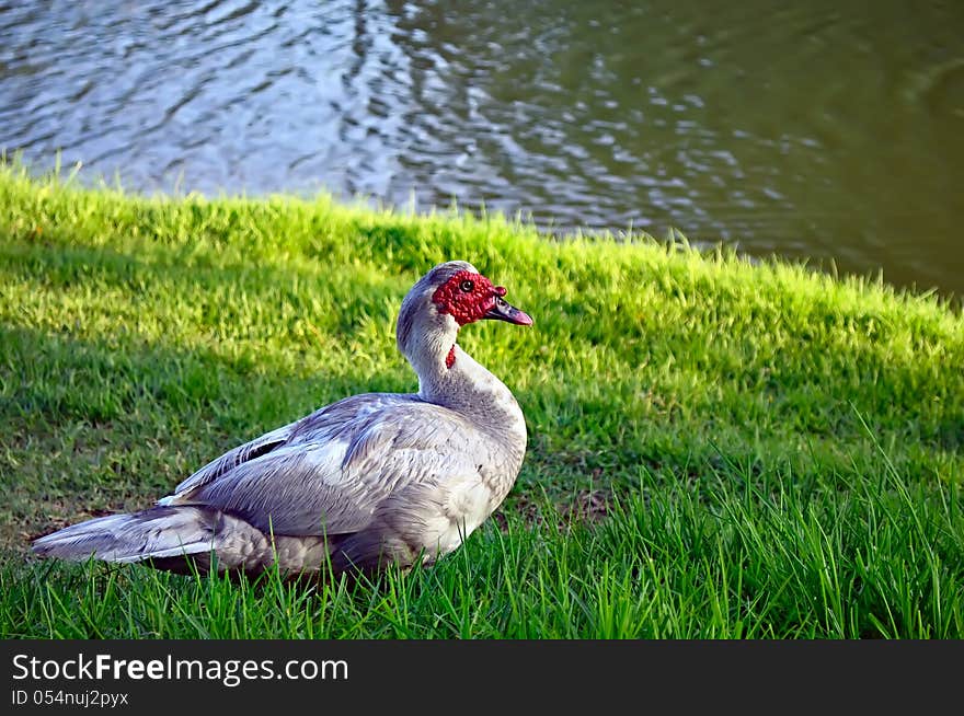 Muscovy duck