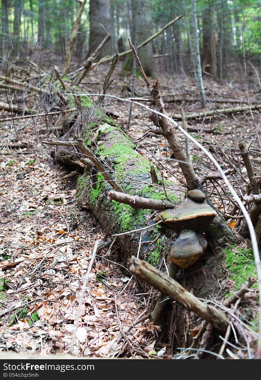 A dead spruce tree lays on the ground in a forest. A dead spruce tree lays on the ground in a forest