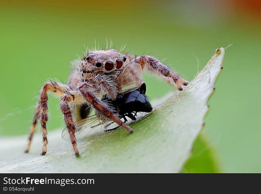 Araneida Salticidae,Born is the natural enemy of fly, too like to catch a fly. Araneida Salticidae,Born is the natural enemy of fly, too like to catch a fly