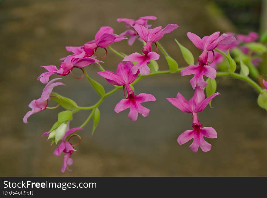 Hemipilia orchid