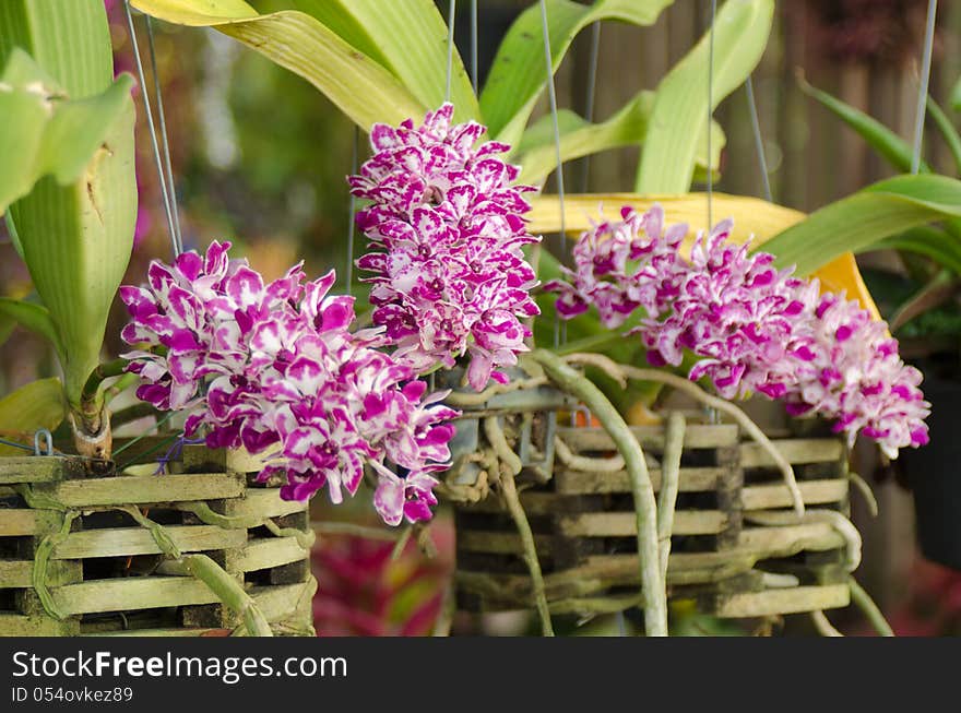 Rhynchostylis gigantea