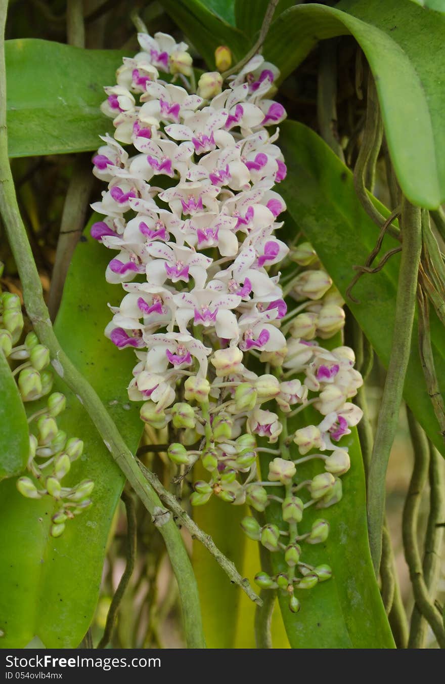 Rhynchostylis gigantea