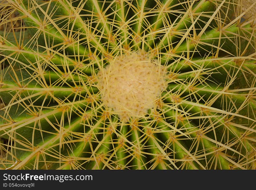 Close up of cactus background