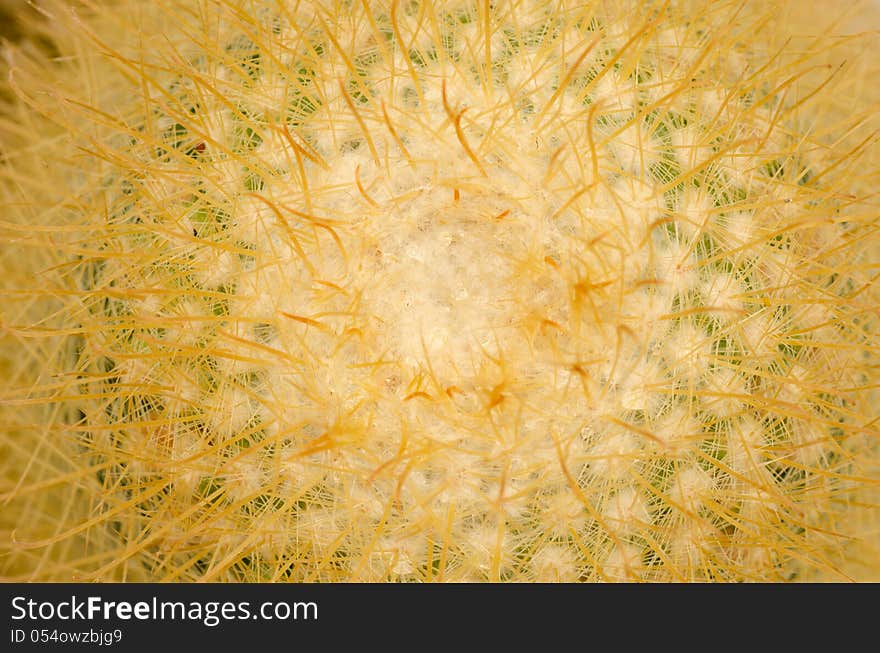 Close up of cactus background