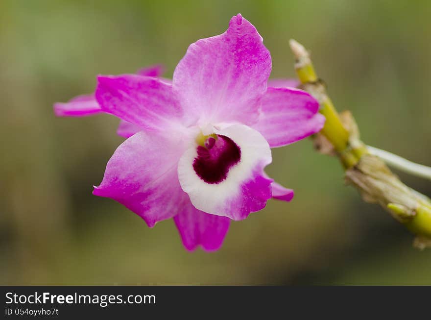 Dendrobium pink orchid