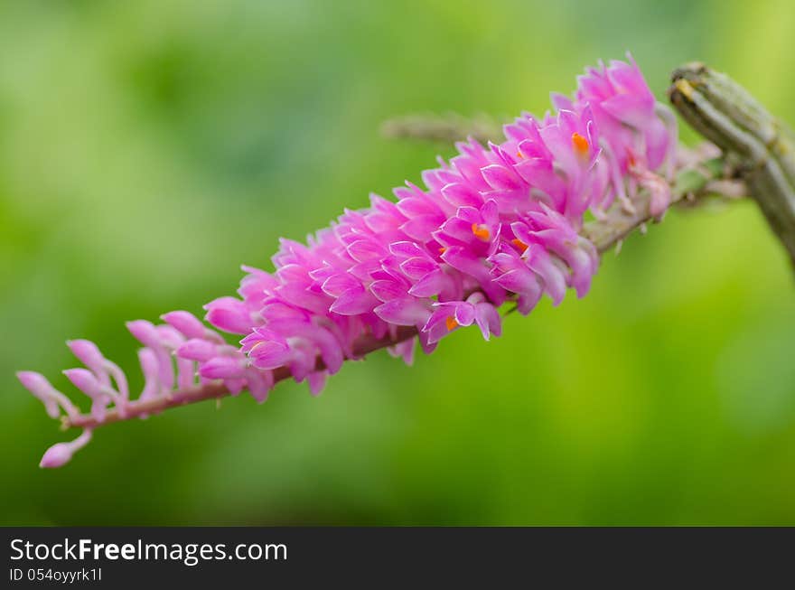 Dendrobium secundum orchid in Asia