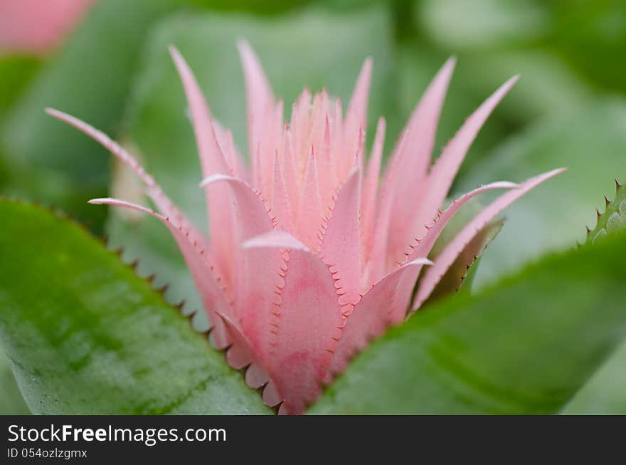 Pink bromeliad