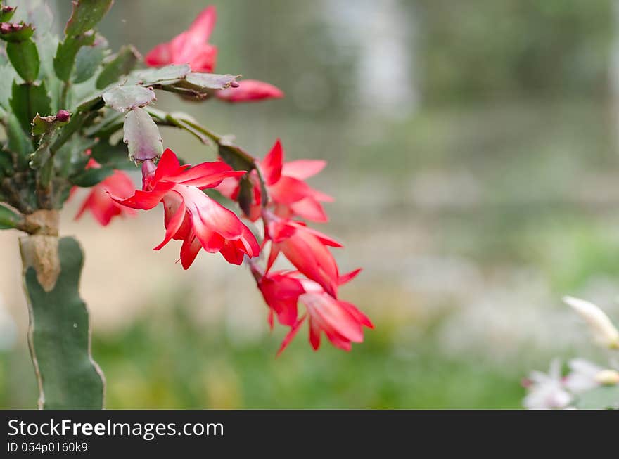 Close up Christmas Cactus (schlumbergera)