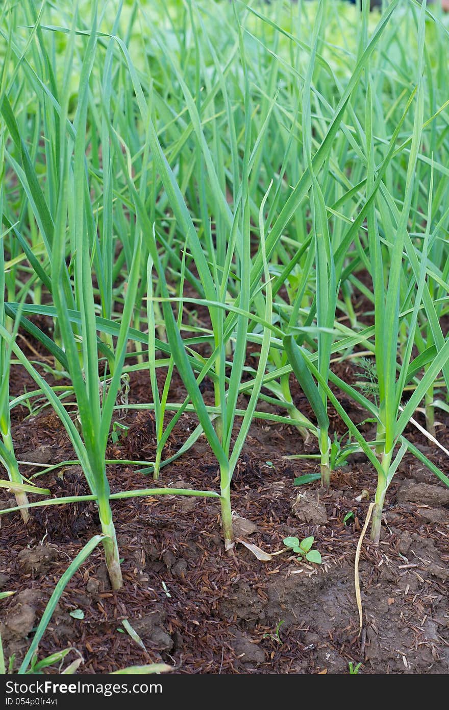 Sapling of garlic in garden