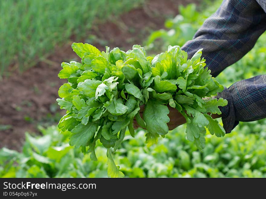 Shungiku, also known as tong hao, or edible chrysanthemum . A leaf herb commonly used in asian food.