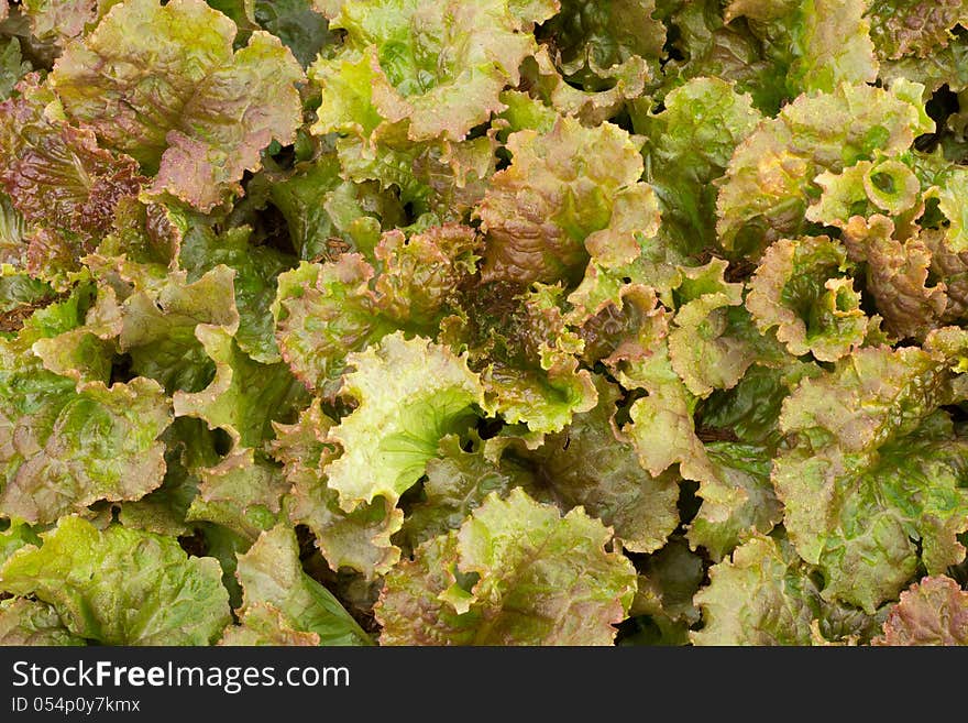 Shungiku, also known as tong hao, or edible chrysanthemum . A leaf herb commonly used in asian food.