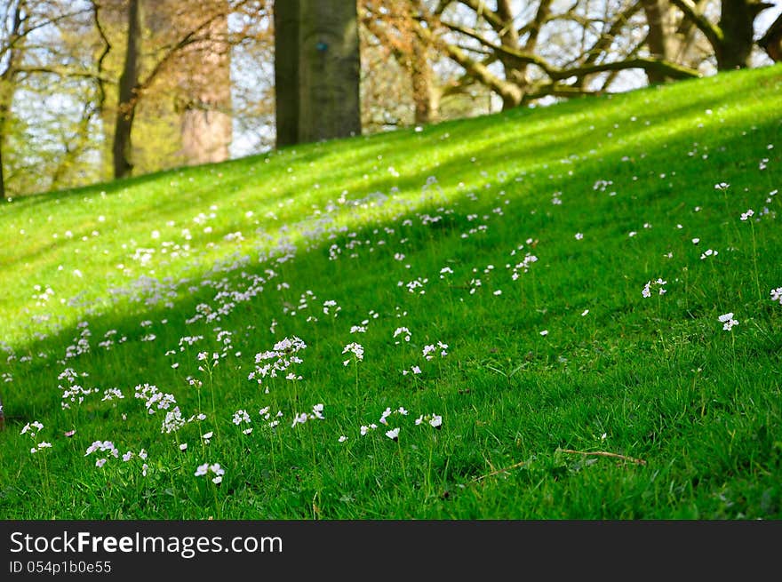 Meadow with wildflowers