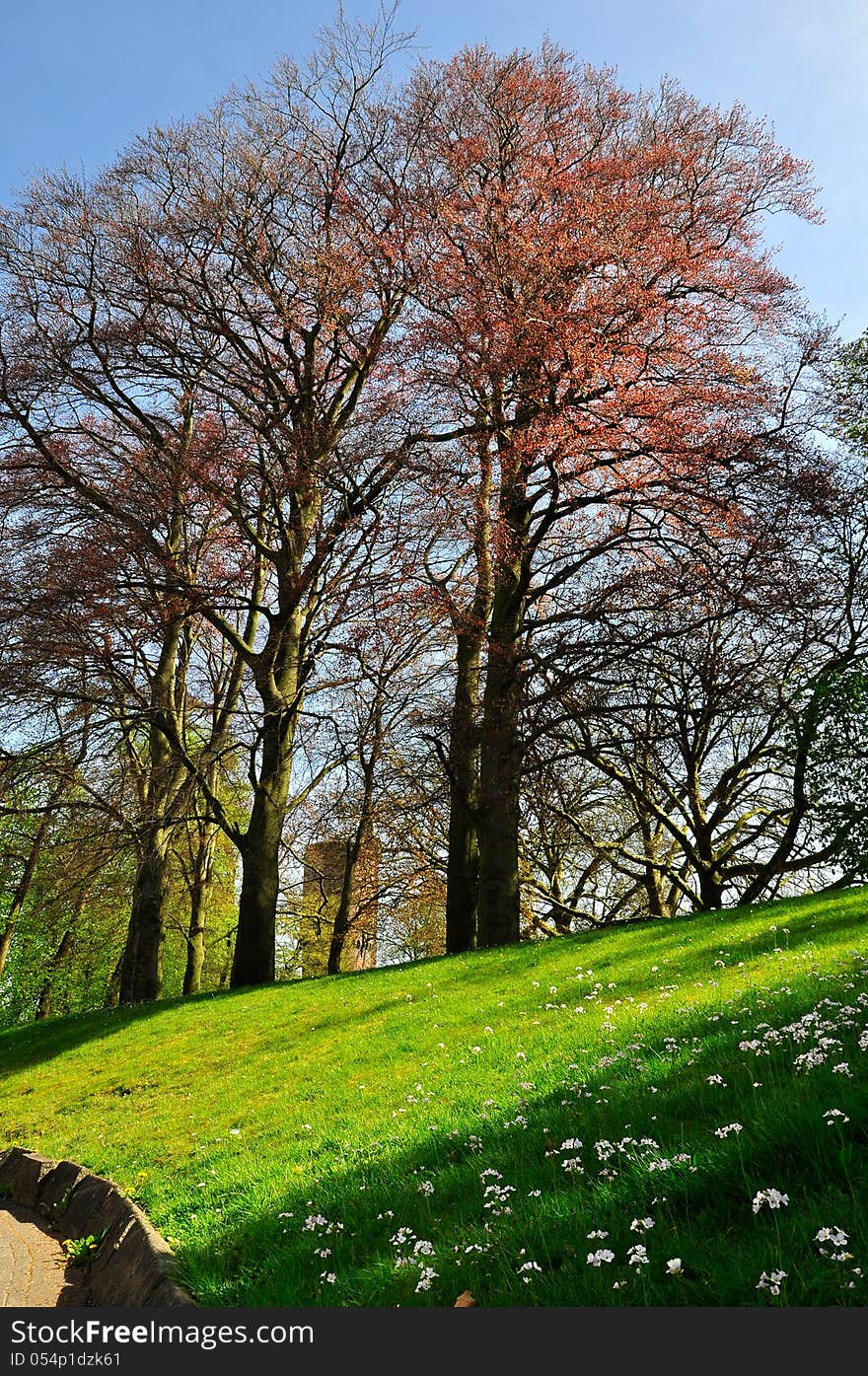 Spring tree on meadow