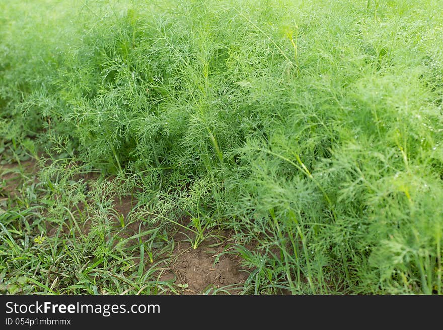 Dill are growing in field.