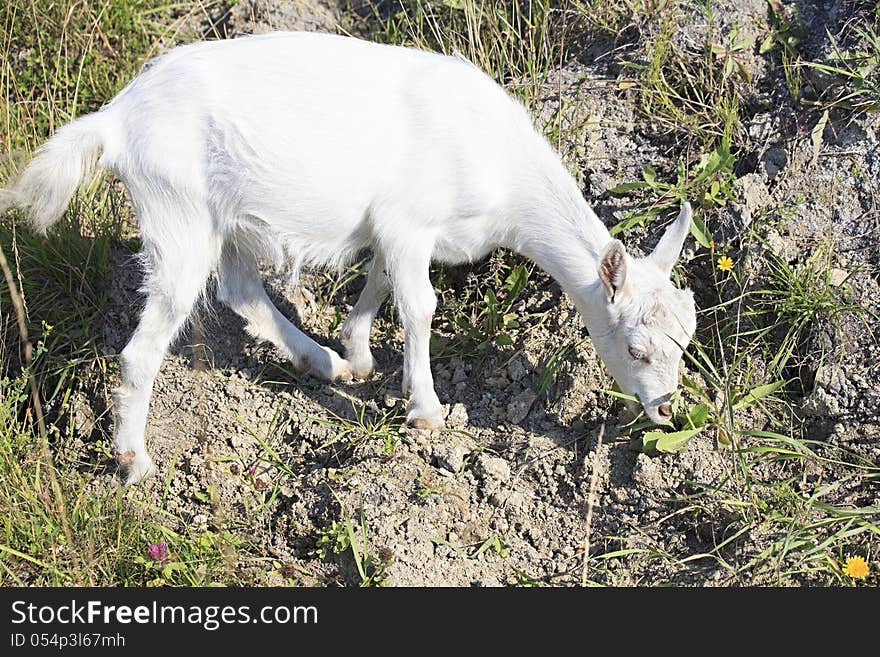 Domestic Goat