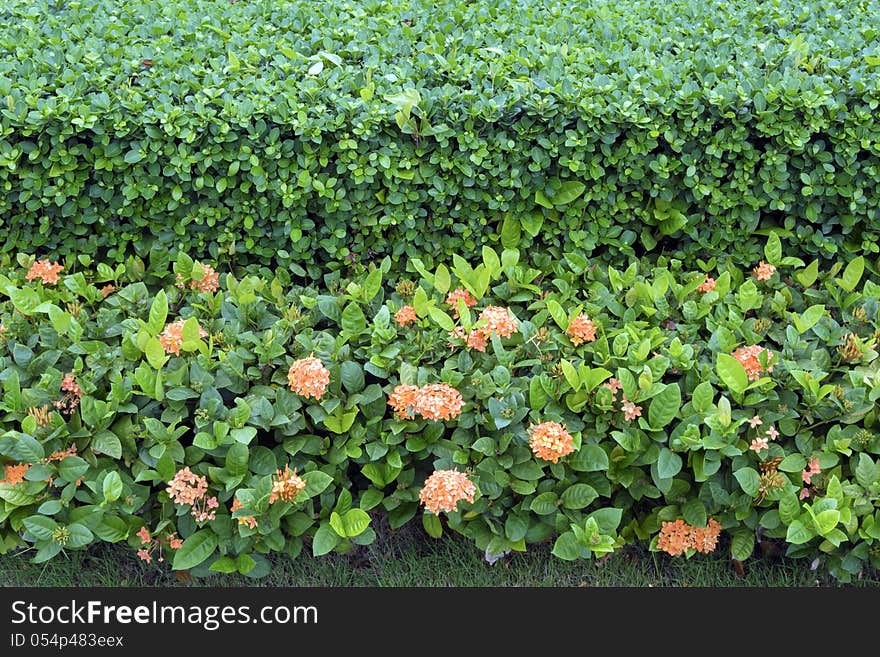 Trimmed and well arranged sidewalk fence made from green bushes and flowers