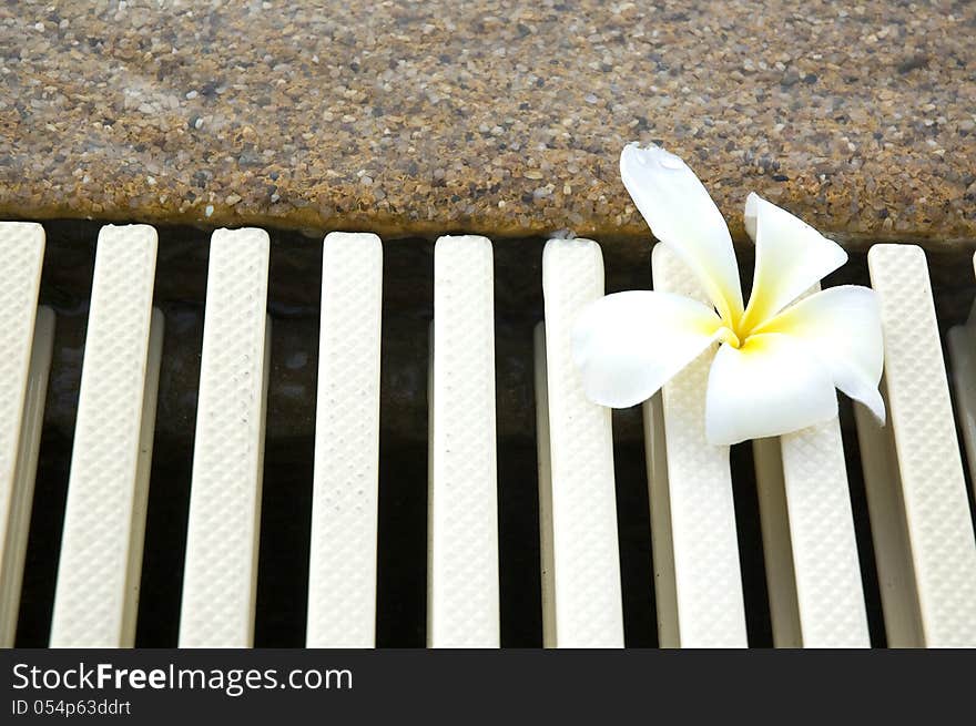 Close up white plumeria beside the pool. Close up white plumeria beside the pool