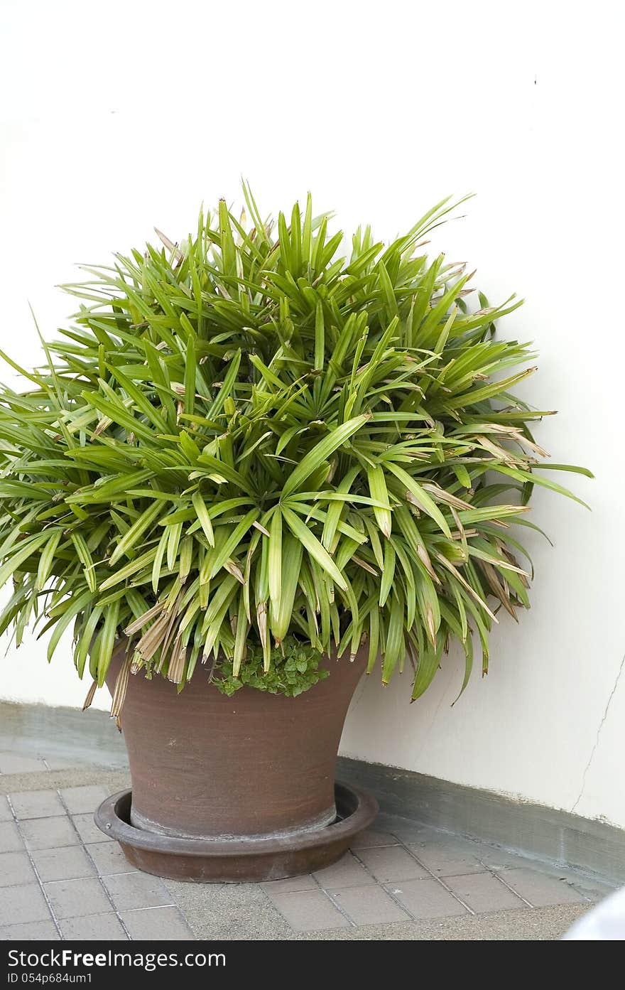 Outdoors plant in the brown pot