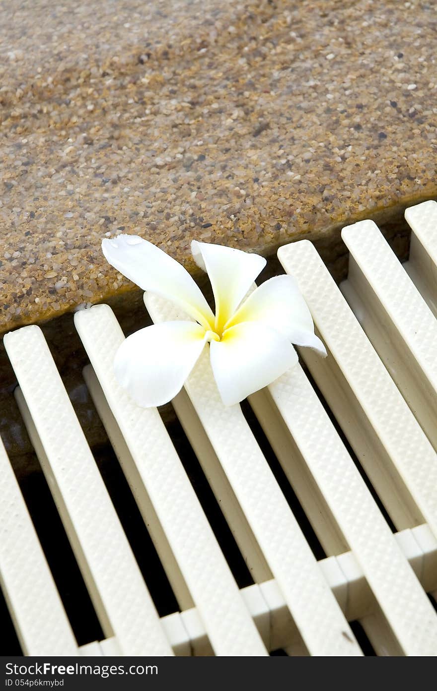 White plumeria flower put beside the pool. White plumeria flower put beside the pool