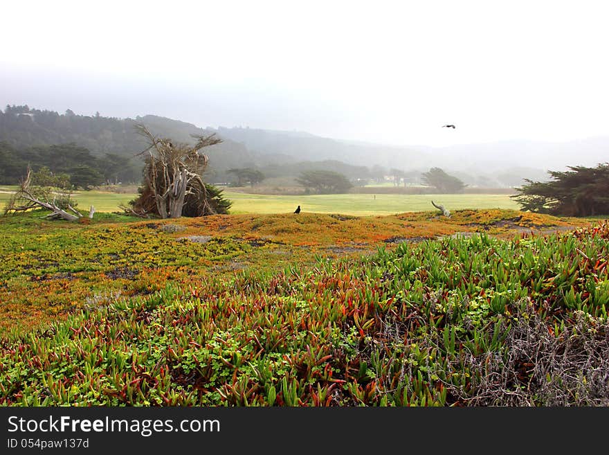 Beautiful colors on a misty day near the ocean. Beautiful colors on a misty day near the ocean