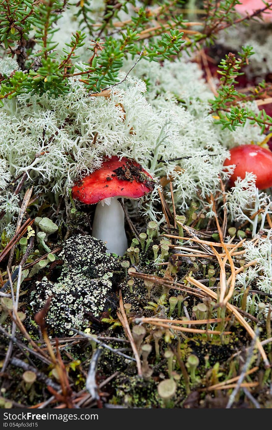 Russula mushroom with a red cap on a background of reindeer moss. Russula mushroom with a red cap on a background of reindeer moss