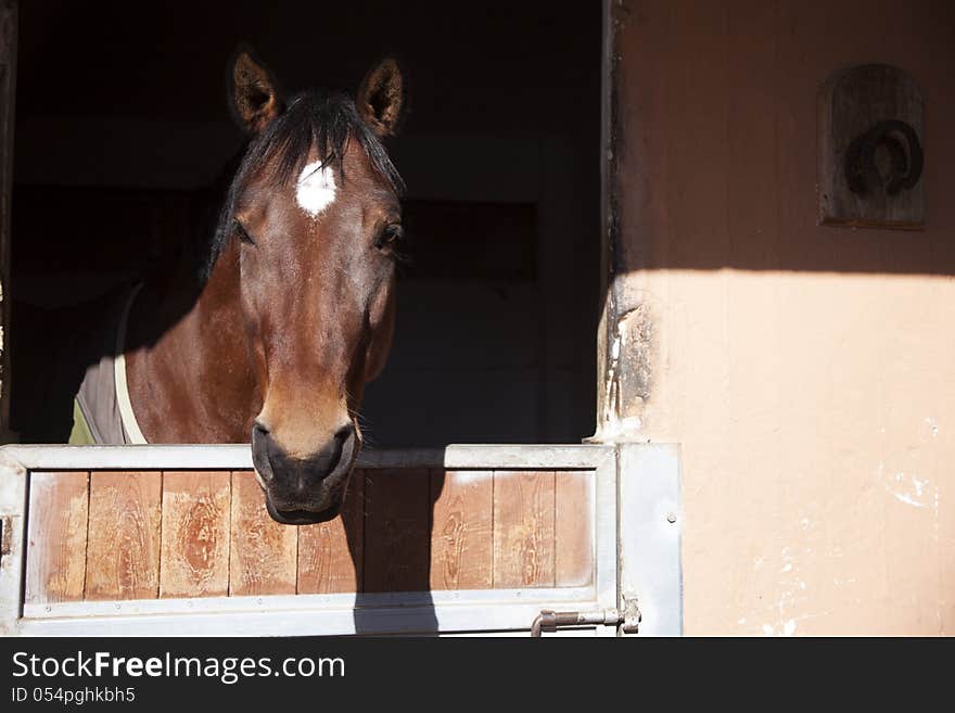 A brown horse in the stable