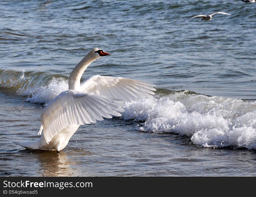 Dancing Swan