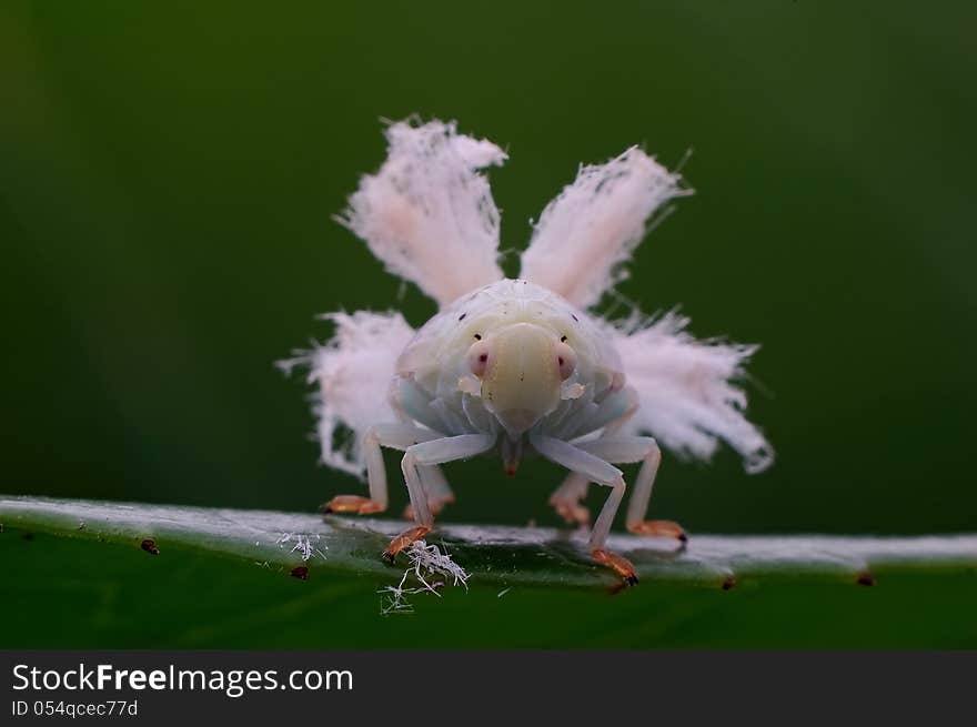 Larva state, its wax wire on tail like a peacock spread, have a good camouflage effect. Larva state, its wax wire on tail like a peacock spread, have a good camouflage effect.