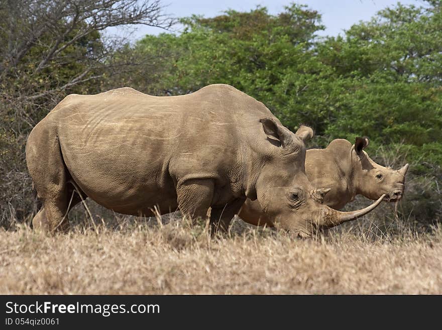 Rhino cow with calf standing behind her. Rhino cow with calf standing behind her