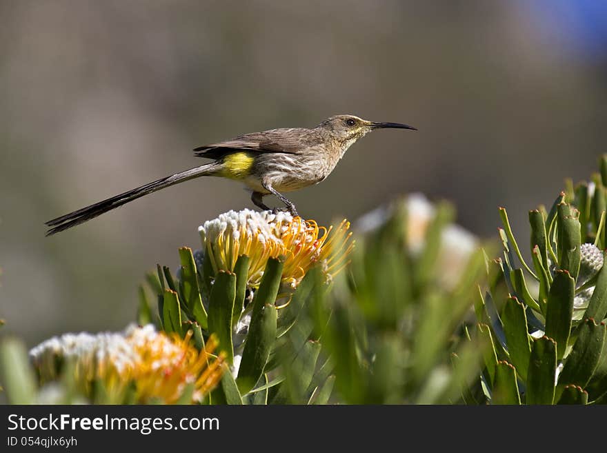 Cape Sugarbird perched on flower