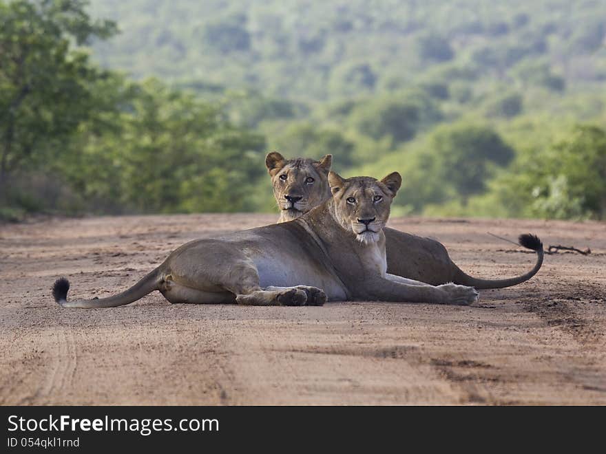 Lioness pair front view symmetrical