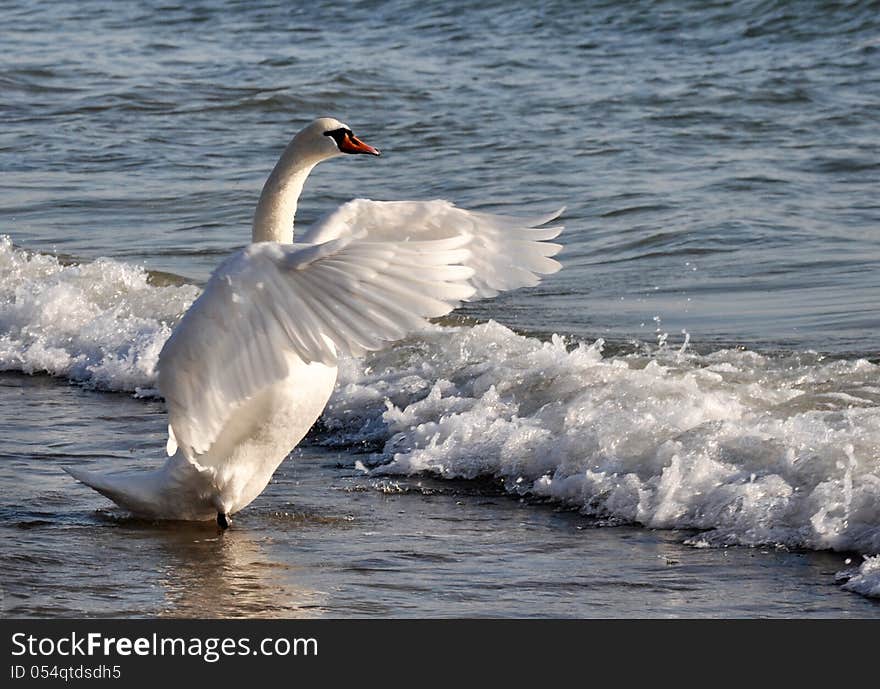 Dancing Swan