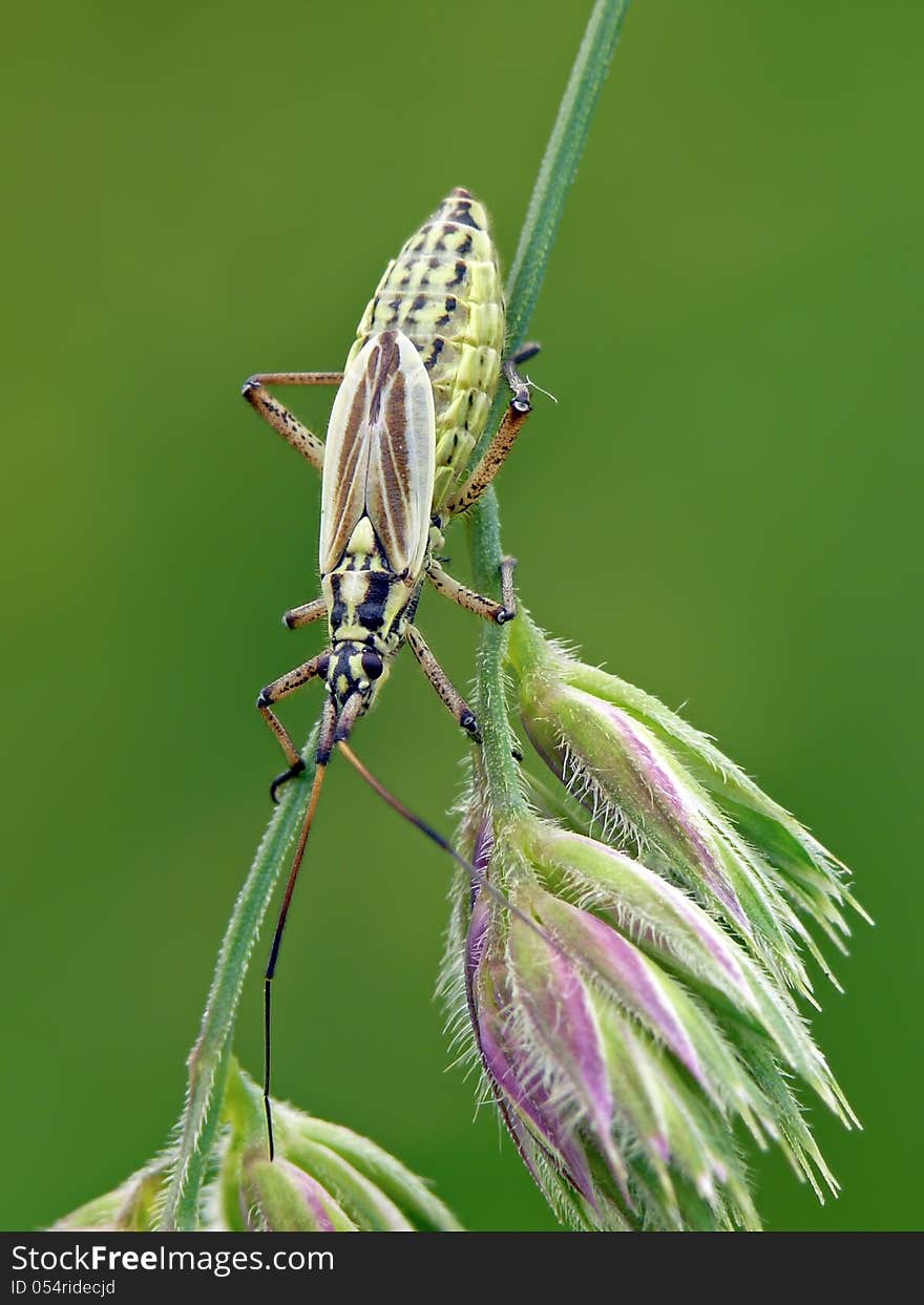 Leptopterna dolabrata is large and common grass bug.