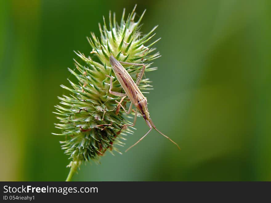 Stenodema laevigata is elongate grass bug with a longitudinal furrow between the eyes. Stenodema laevigata is elongate grass bug with a longitudinal furrow between the eyes.