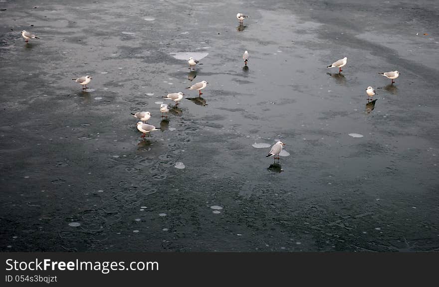 Gaggle Of Gulls