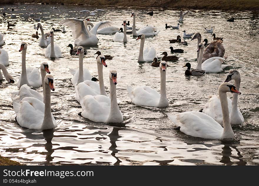 Curious swans in the water